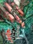 DoDonPachi Dai-Ou-Jou Re:Incarnation